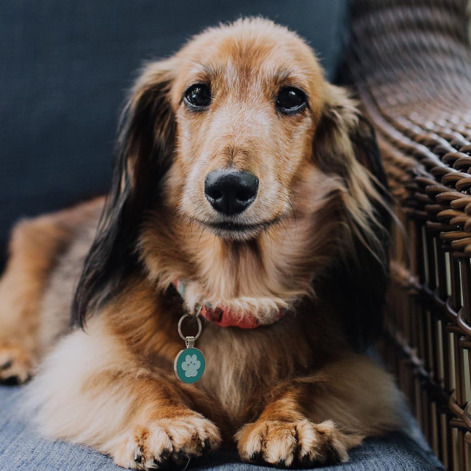 Etiqueta de Identificación QR para Mascotas MYLUCKYTAG - Pata Azul