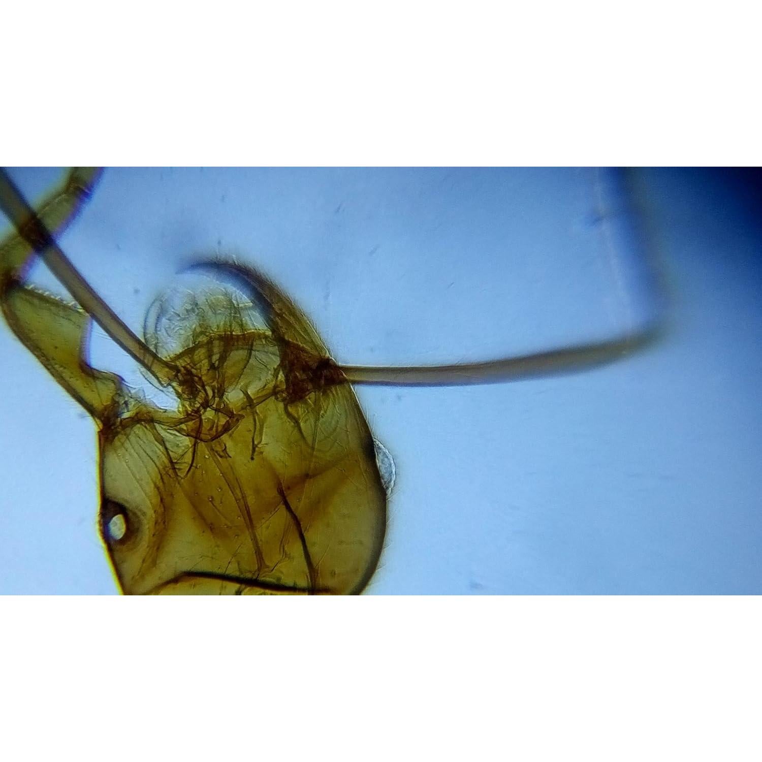 Kit Macro Blips - Lentes para Smartphone 5x y 10x