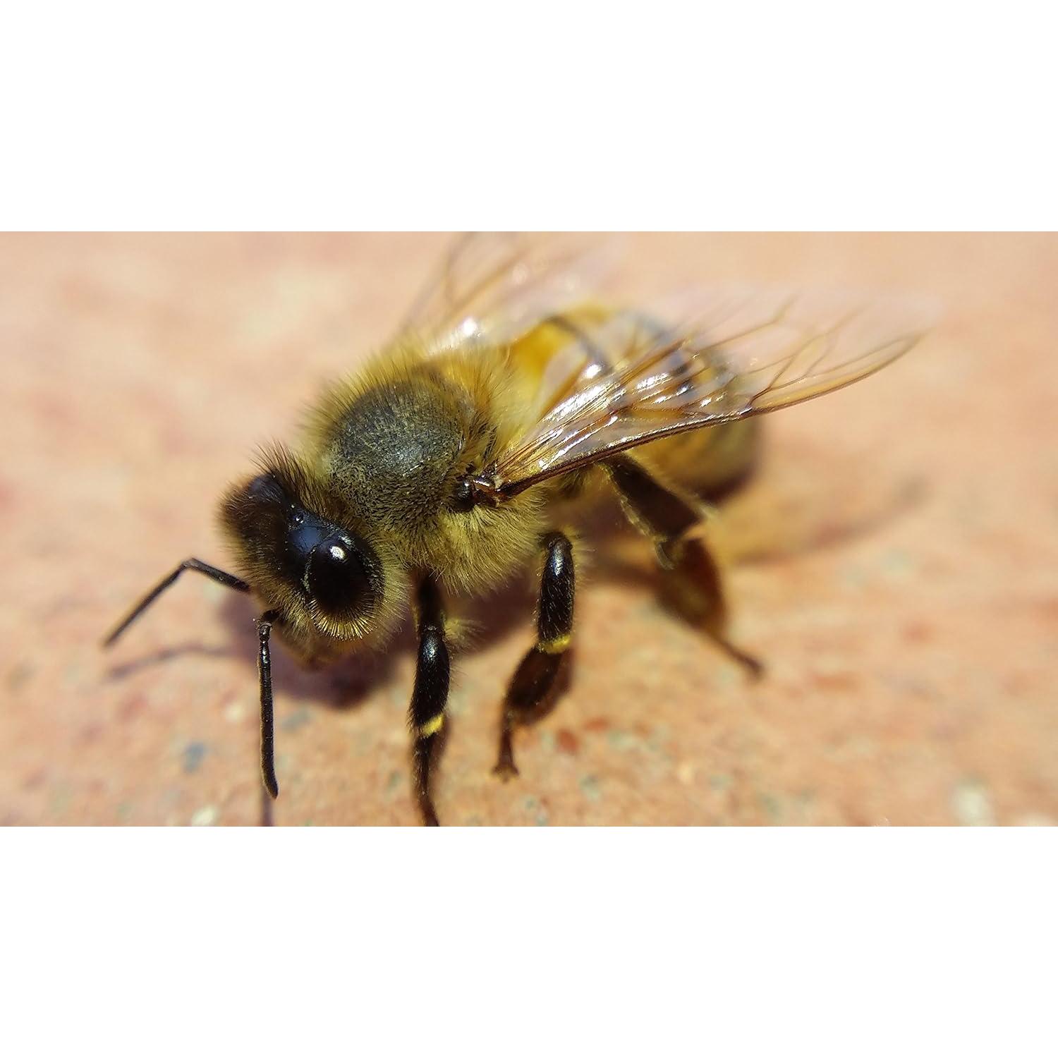 Kit Macro Blips - Lentes para Smartphone 5x y 10x