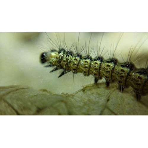 Kit Macro Blips - Lentes para Smartphone 5x y 10x