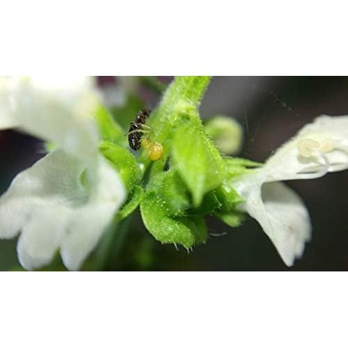 Kit Macro Blips - Lentes para Smartphone 5x y 10x