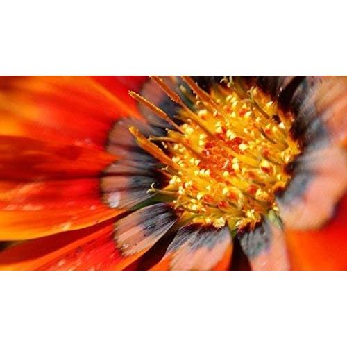 Kit Macro Blips - Lentes para Smartphone 5x y 10x