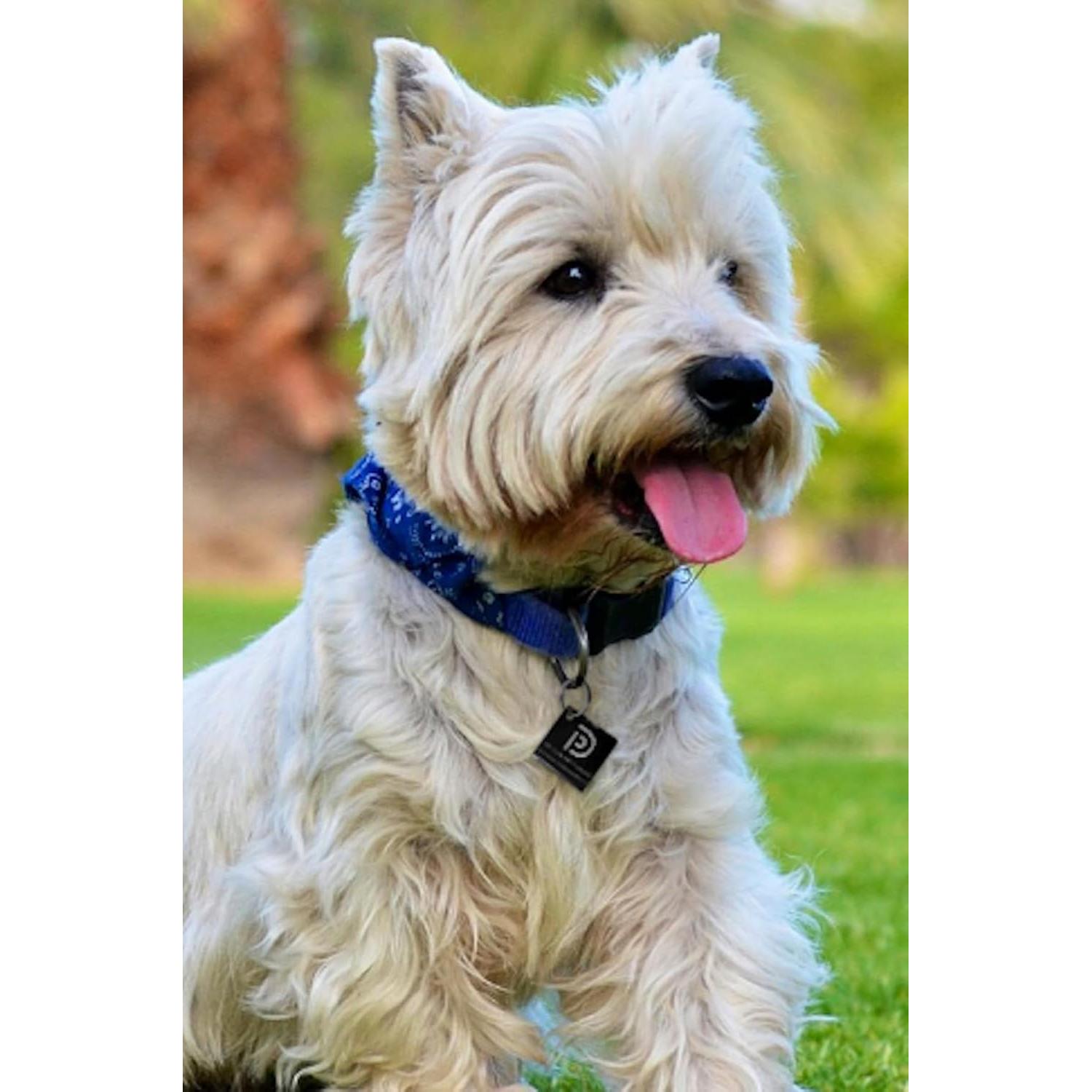 Etiqueta ID Mascotas Aluminio QR Pet Dwelling - Cuadrado Negro