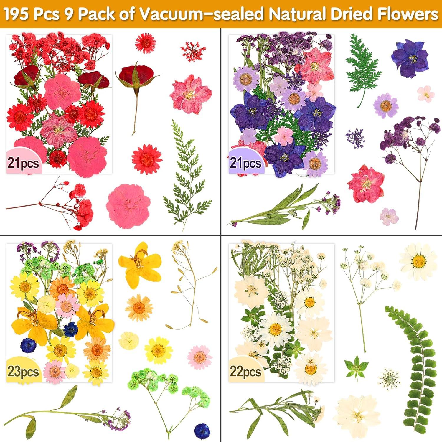 235 Piezas Flores Secas Prensadas Cruzix para Manualidades