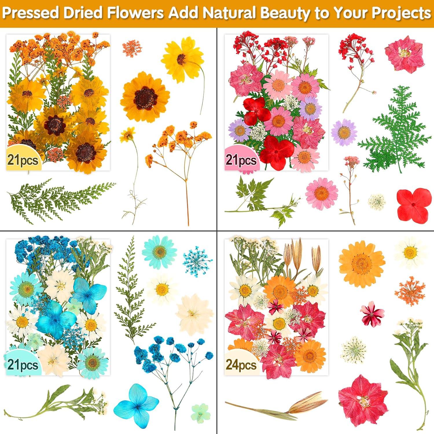 235 Piezas Flores Secas Prensadas Cruzix para Manualidades