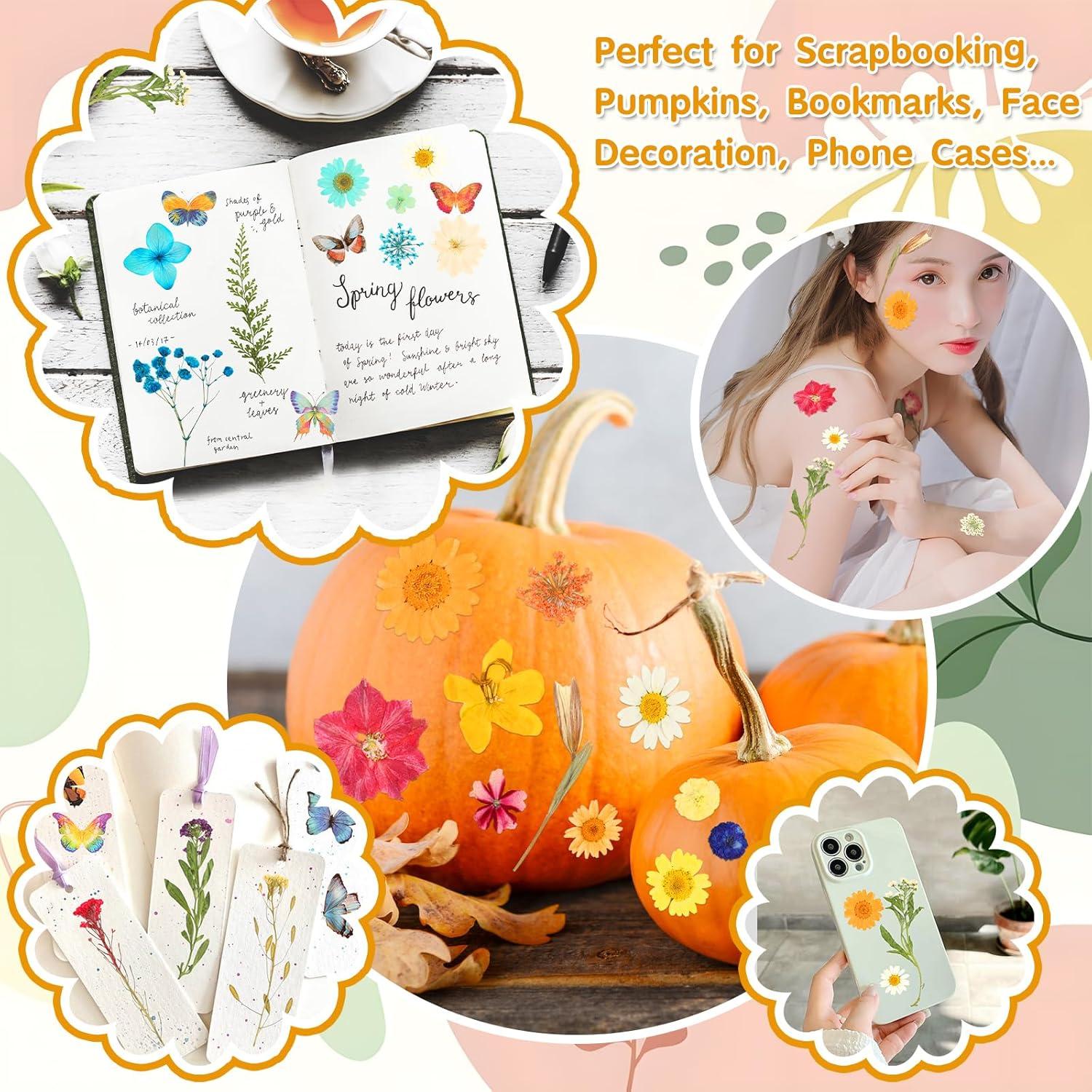 235 Piezas Flores Secas Prensadas Cruzix para Manualidades