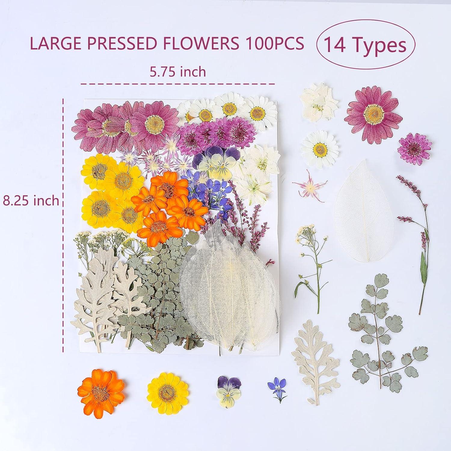 100 Flores Secas Prensadas Naturales AHTONG para Manualidades