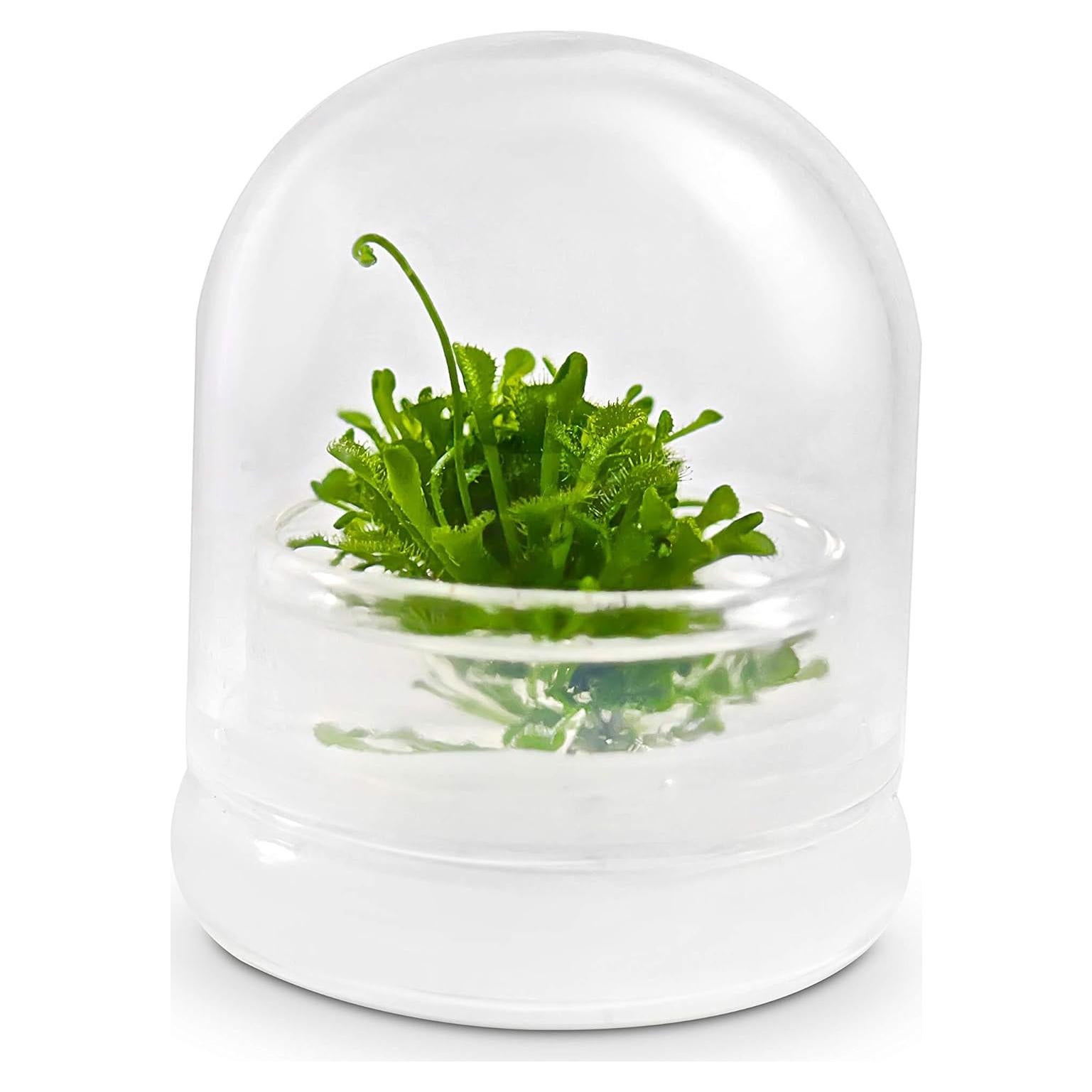 Terrario Vivo Bloomify con Planta Sundew Drosera Spatula
