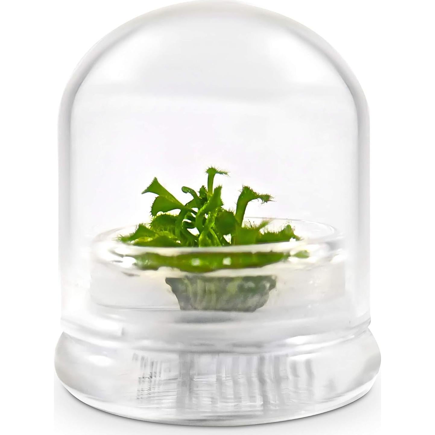 Terrario Vivo Bloomify con Planta Sundew Drosera Spatula