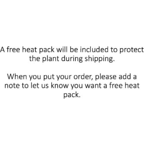 Terrario Vivo Bloomify con Planta Sundew Drosera Spatula