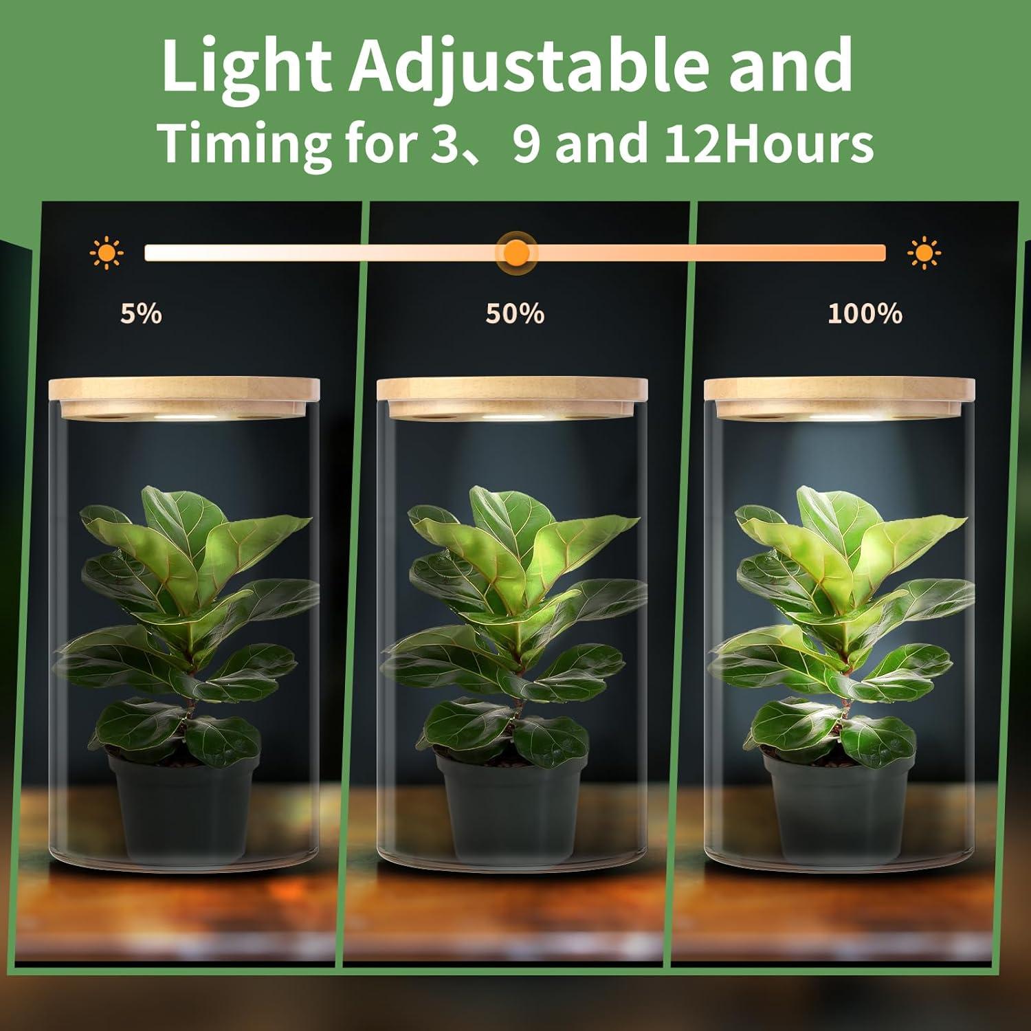 Terrario de Escritorio POPRHINO 15x25 cm con Luz LED Ajustable