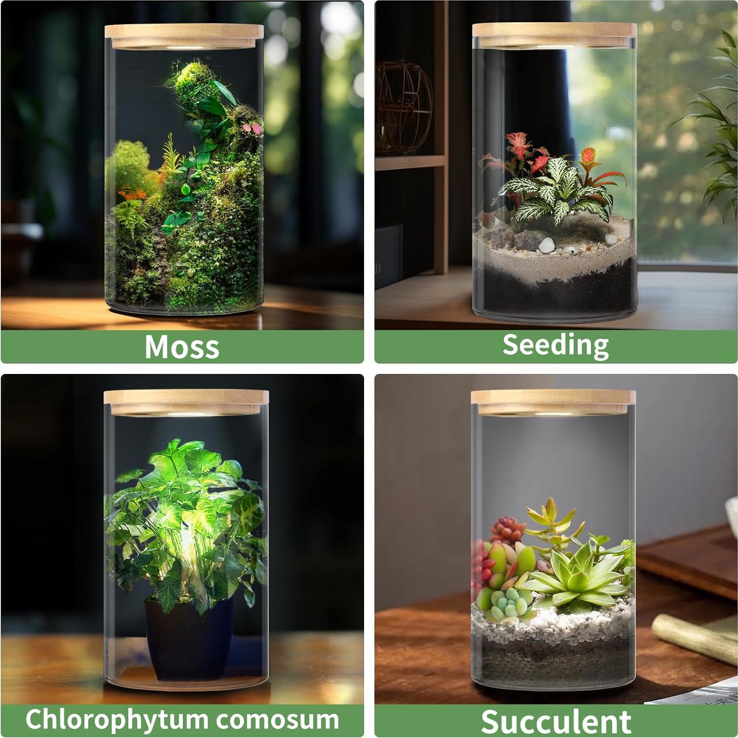 Terrario de Escritorio POPRHINO 15x25 cm con Luz LED Ajustable