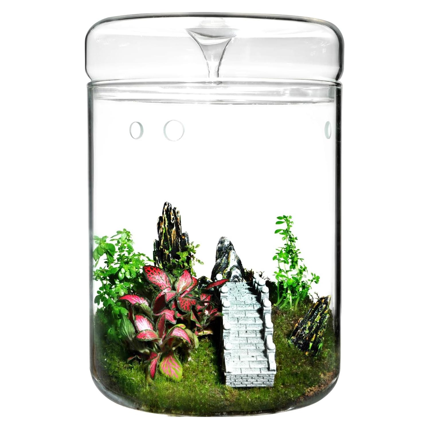 Terrario de Vidrio Borosilicato con Tapa - 11.9 x 17.8 cm - Ideal para Suculentas y Ecosistemas