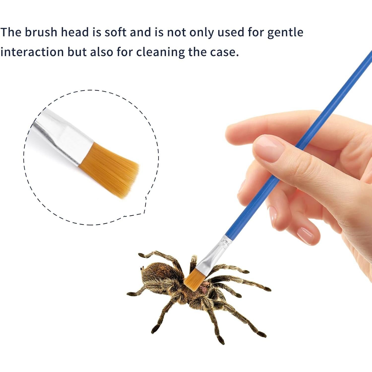 Kit de Inicio para Arañas Saltadoras Plus Tard JSSK001