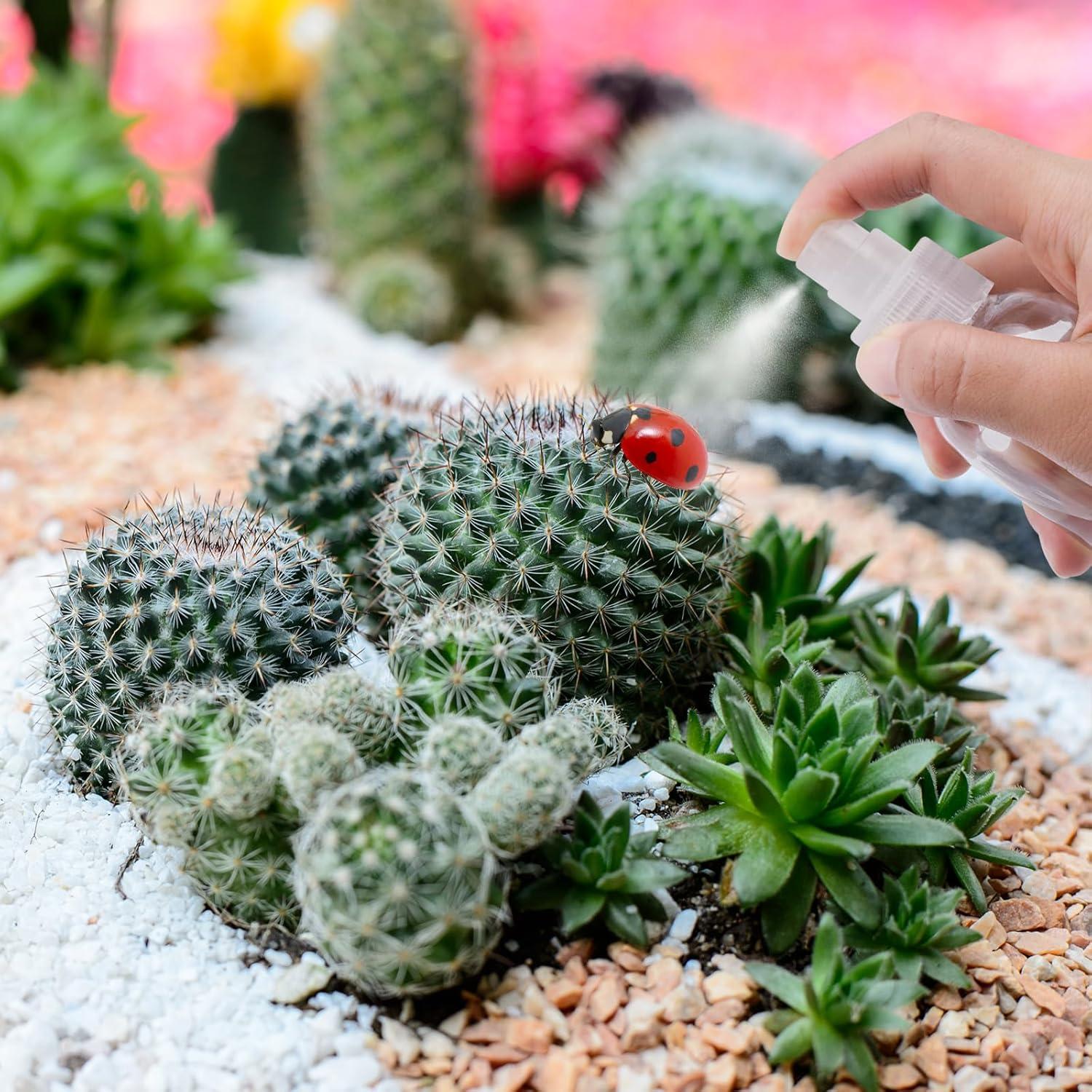 Kit de Inicio para Arañas Saltadoras Plus Tard JSSK001