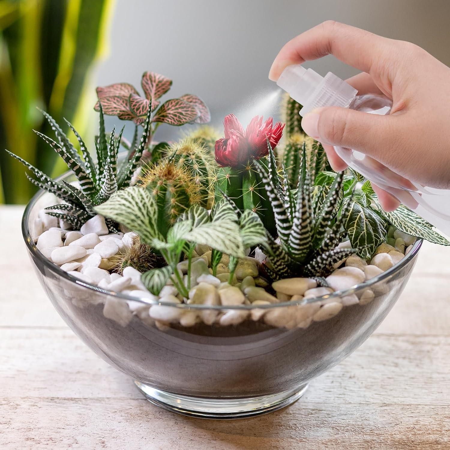 Kit de Inicio para Arañas Saltadoras Plus Tard JSSK001