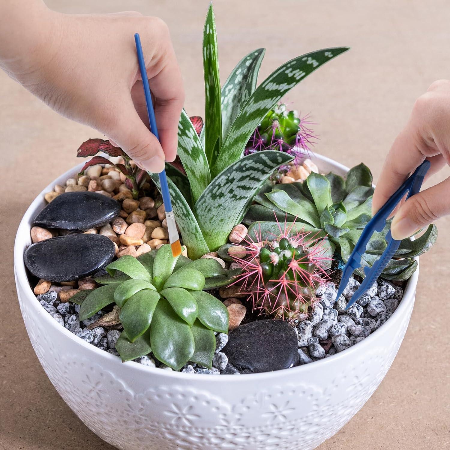 Kit de Inicio para Arañas Saltadoras Plus Tard JSSK001