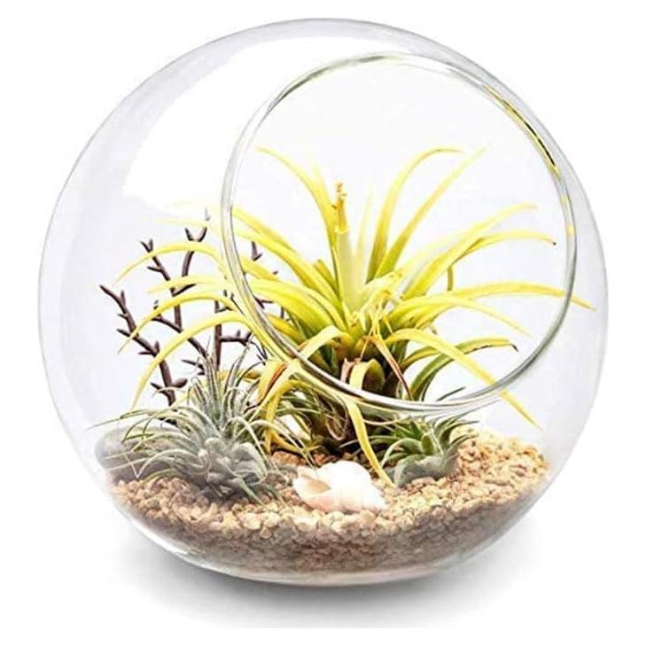 Exhibidor de Terrario de Vidrio Mkono 14cm para Plantas