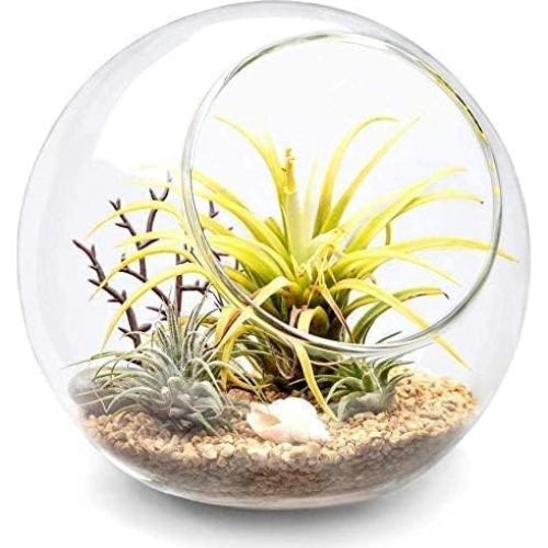 Exhibidor de Terrario de Vidrio Mkono 14cm para Plantas