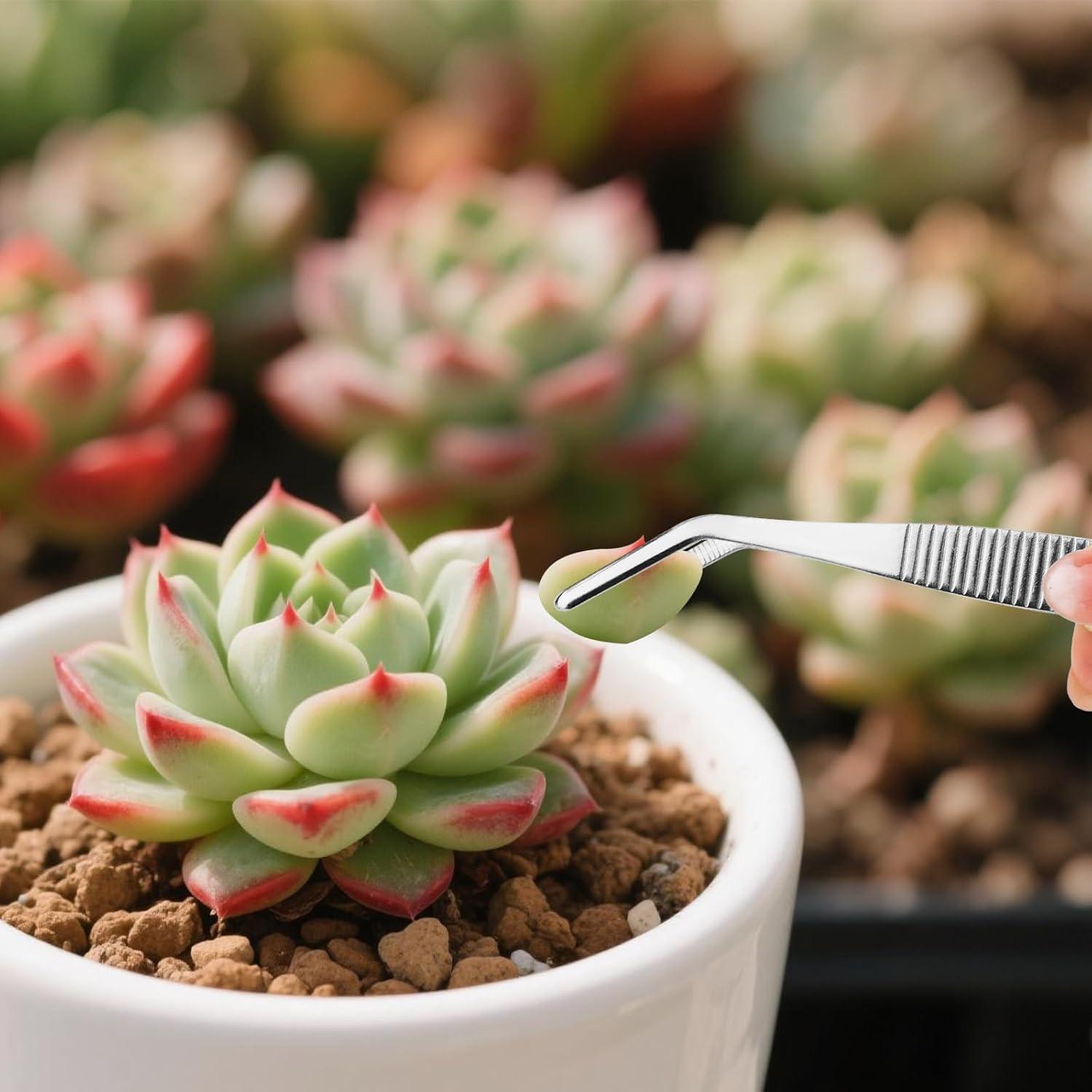 Juego de 3 Pinzas de Acero Inoxidable Tinoaly 16cm para Jardinería