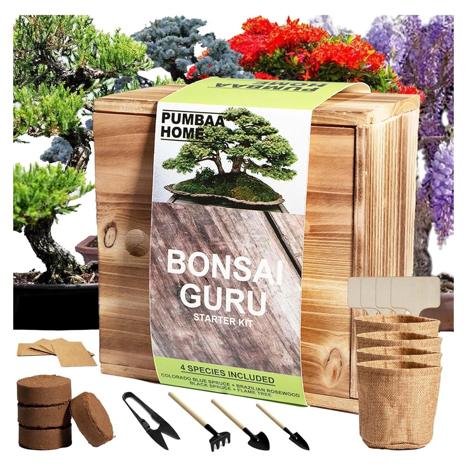 Kit de Bonsai PUMBAA HOME - 4 Semillas + Herramientas + Maceta
