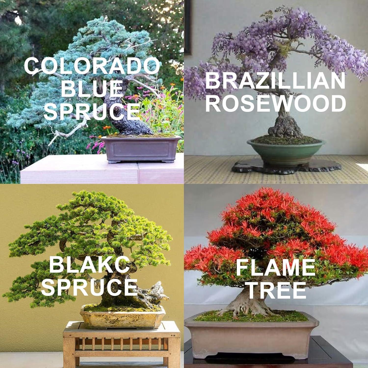 Kit de Bonsai PUMBAA HOME - 4 Semillas + Herramientas + Maceta