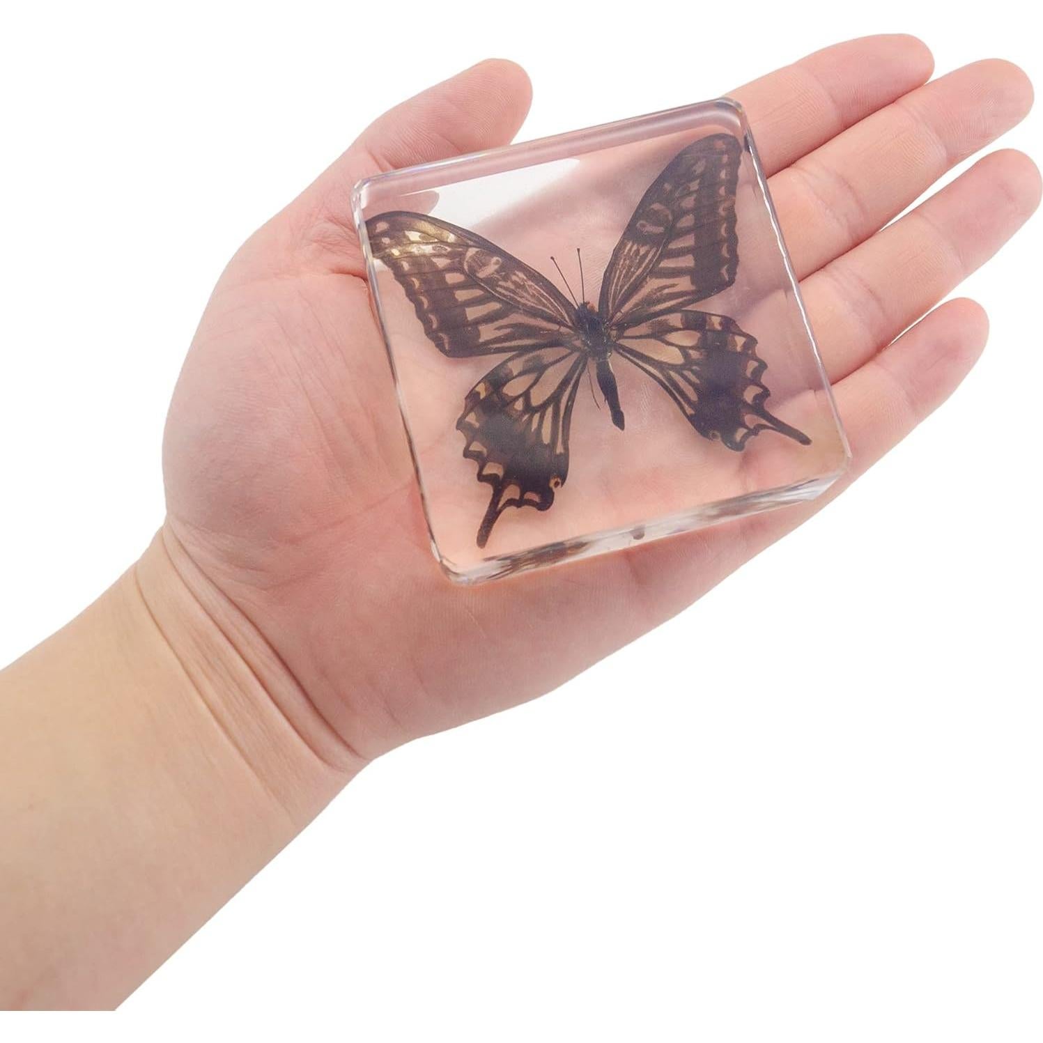 Juego de 4 Especímenes de Mariposas en Resina EJLIFEBOX