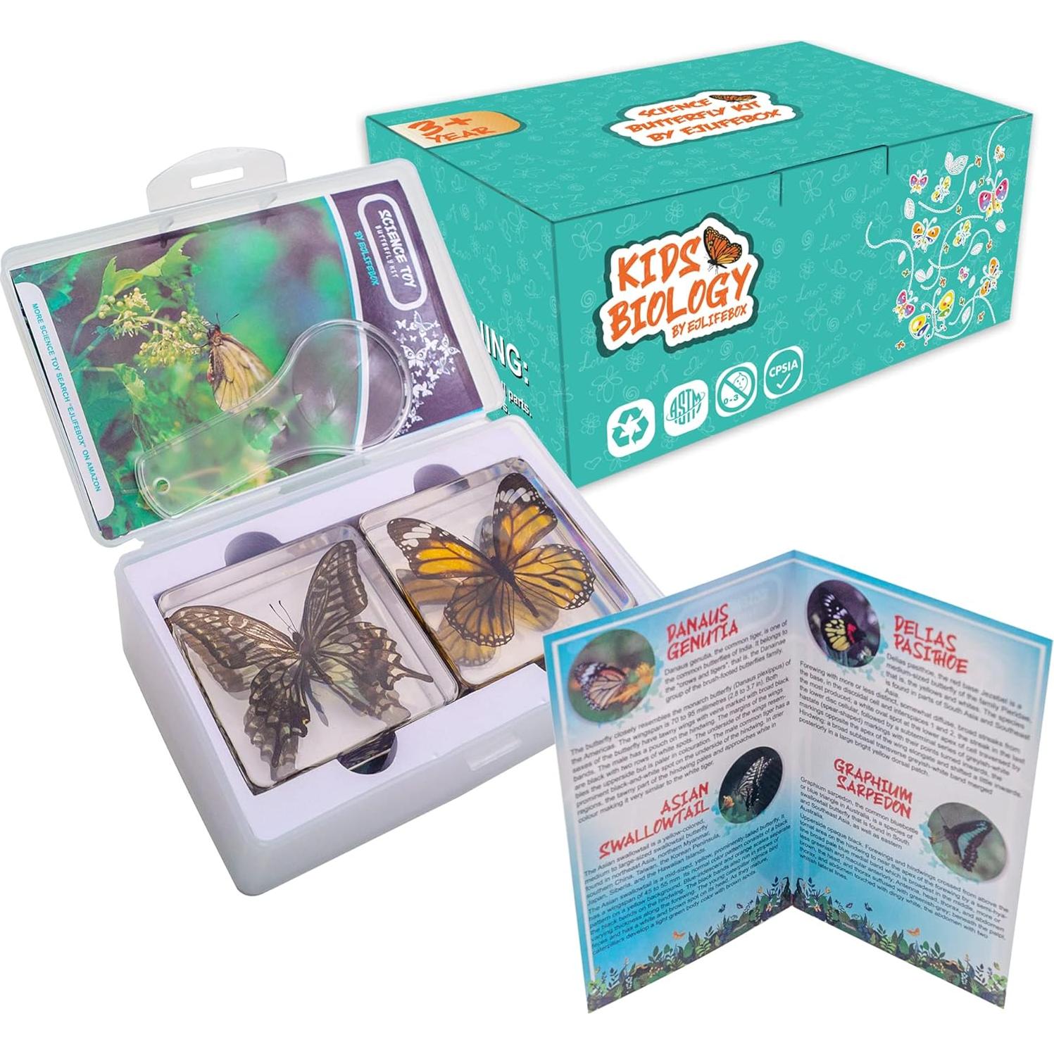 Juego de 4 Especímenes de Mariposas en Resina EJLIFEBOX