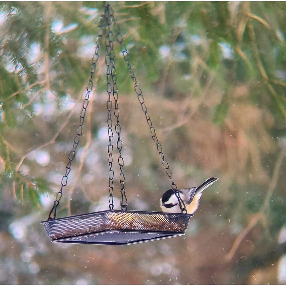 Paquete de 2 bandejas colgantes para aves WOWARE de metal