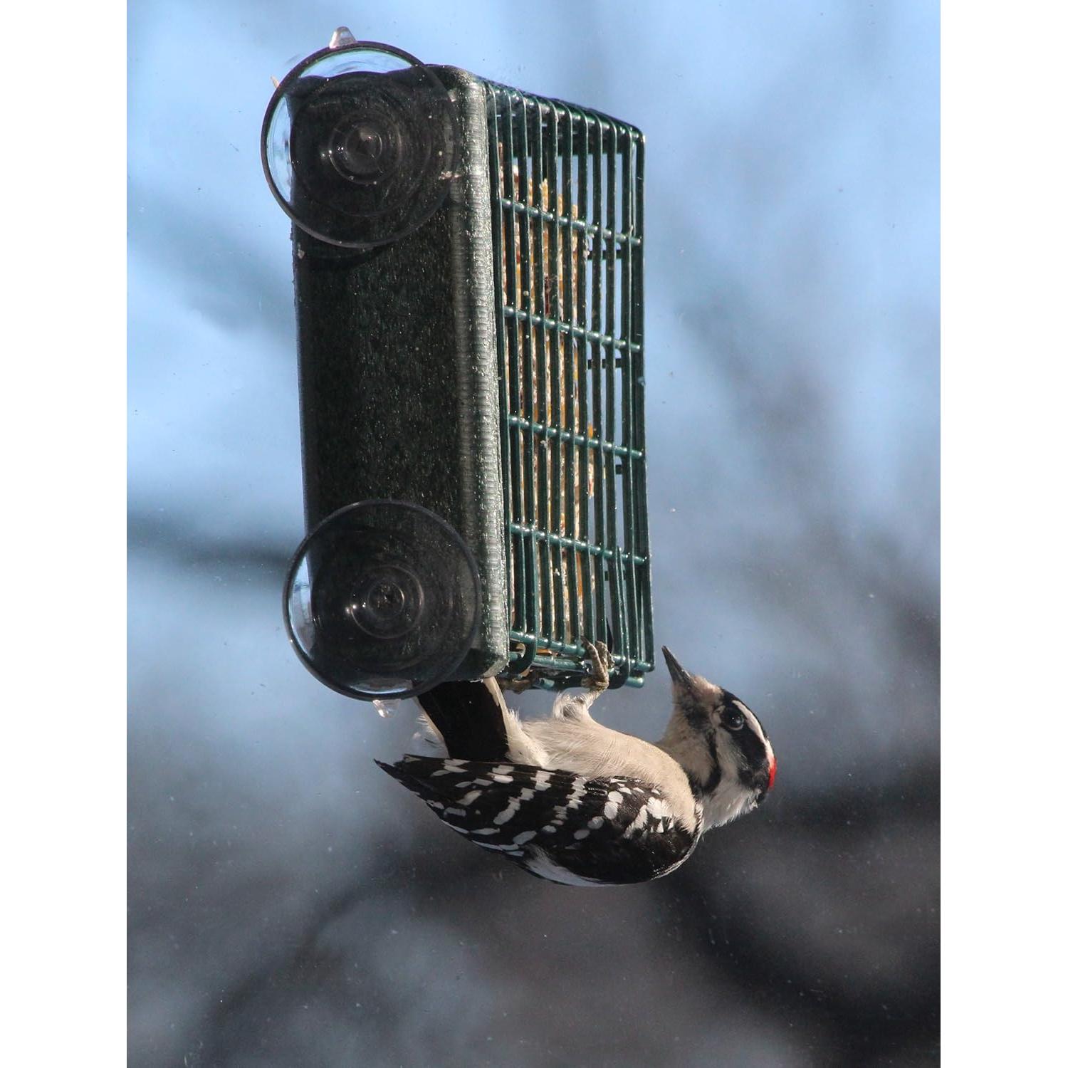 Alimentador de Aves Kettle Moraine para Sucuet en Ventana