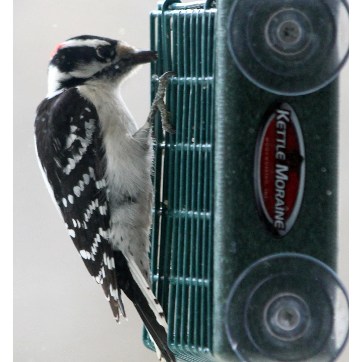 Alimentador de Aves Kettle Moraine para Sucuet en Ventana