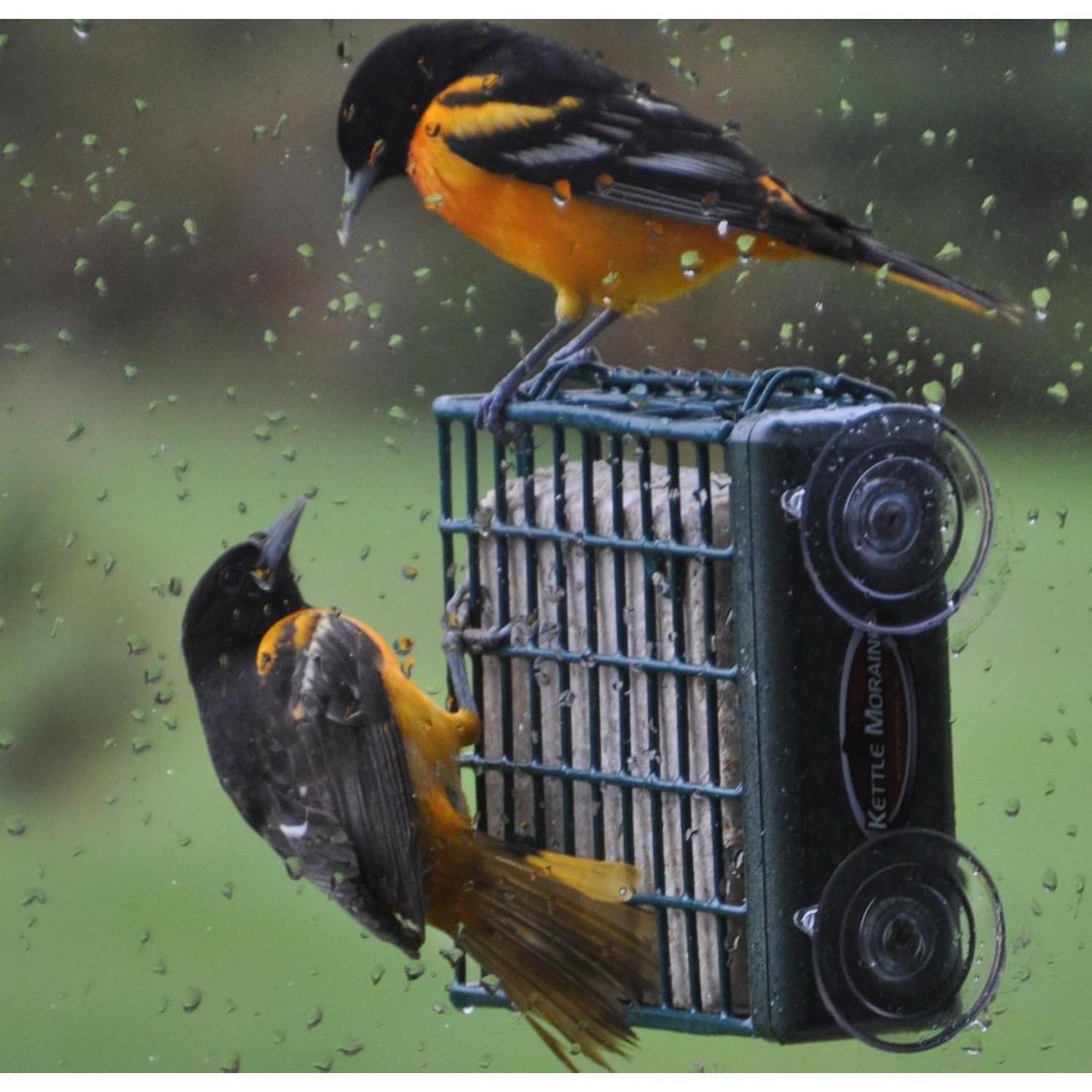 Alimentador de Aves Kettle Moraine para Sucuet en Ventana