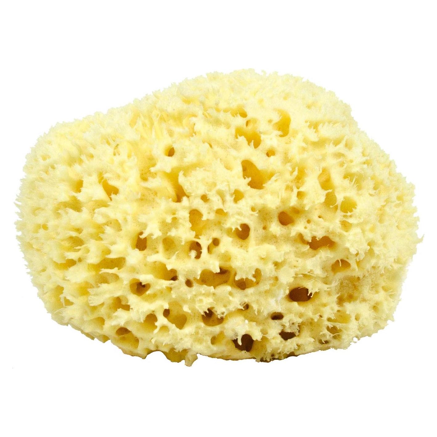 Esponja de Lana de Mar Jumbo Royal Brush 17.78 cm Natural