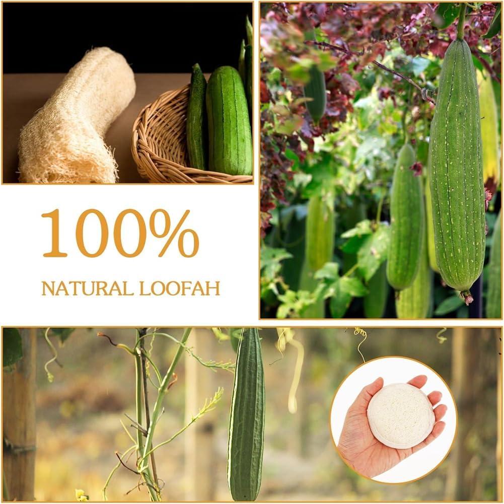Paquete de 6 Esponjas Exfoliantes de Lufa Natural Much Hotter