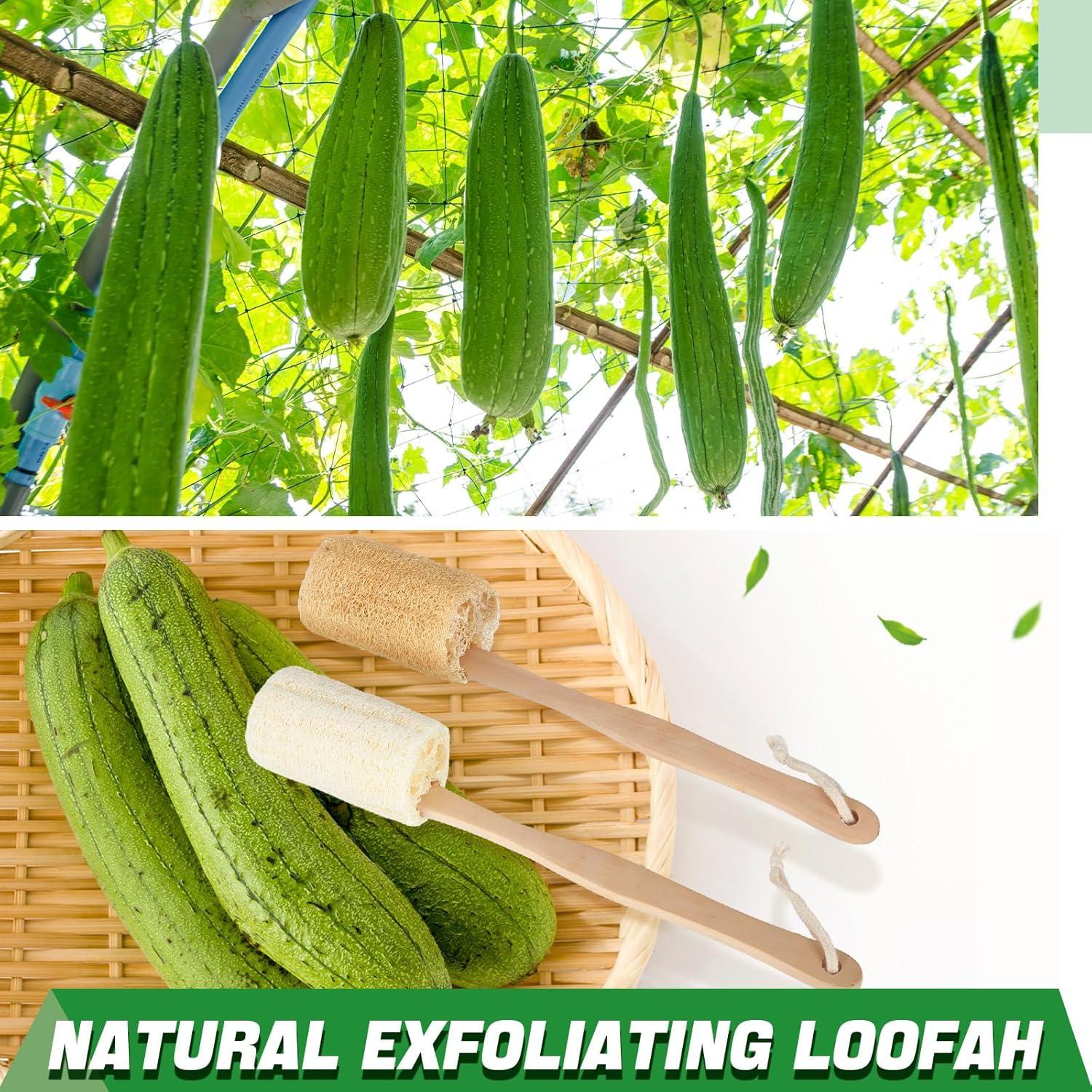 Esponja de Lufa con Mango Largo Bokon - 4 Piezas Exfoliantes