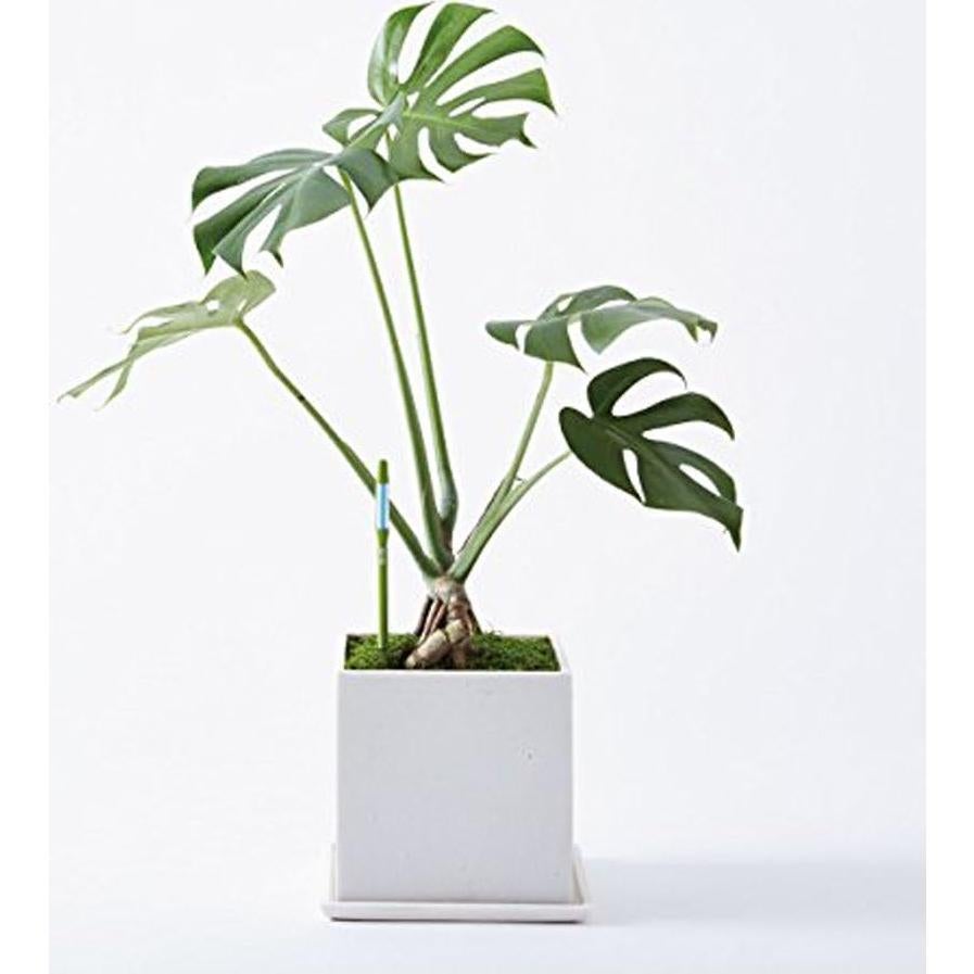 Sensor de Humedad del Suelo Sustee Aquameter Set de 2 Verde