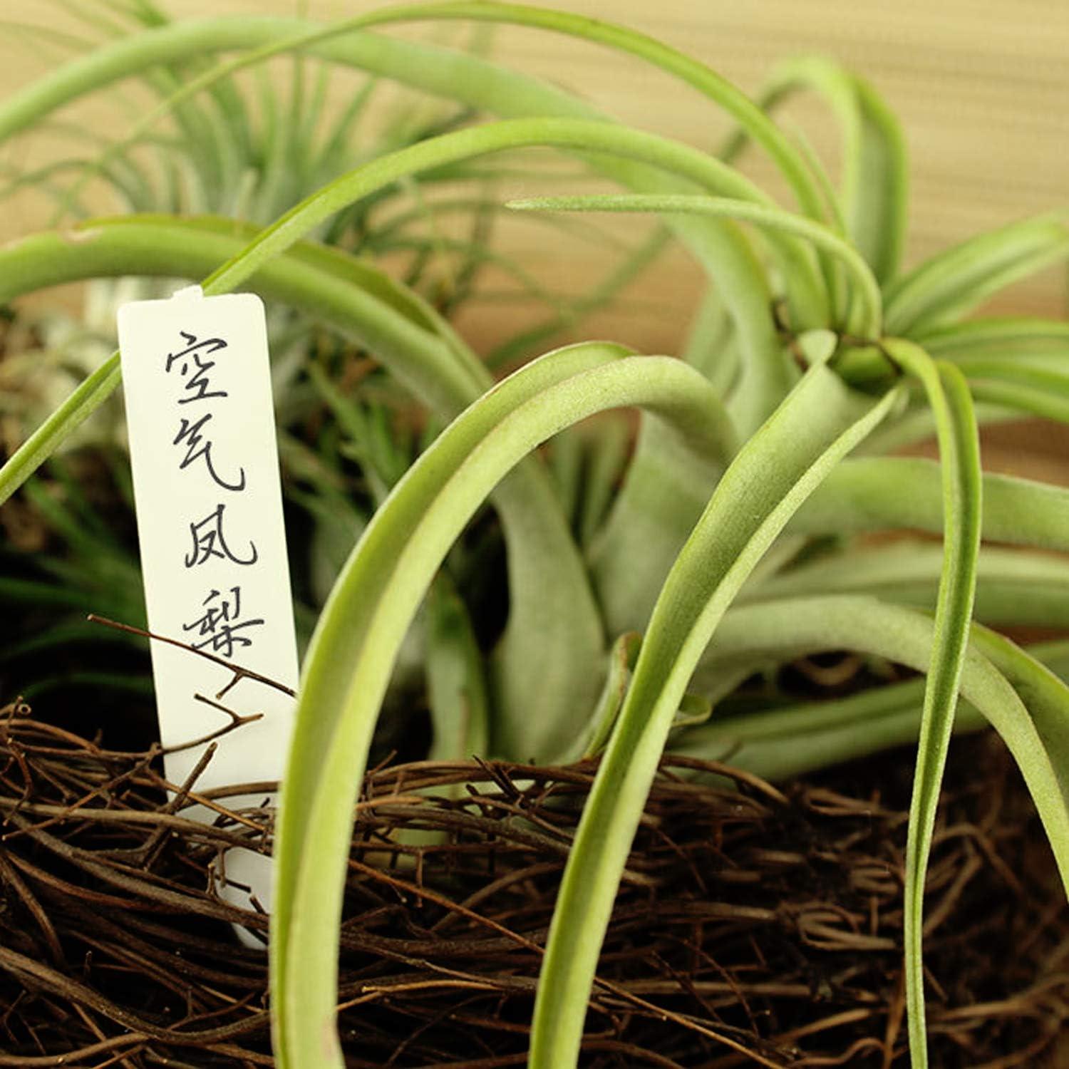 Etiquetas de Plantas Quluxe 100 Pcs PVC Reutilizables Blancas