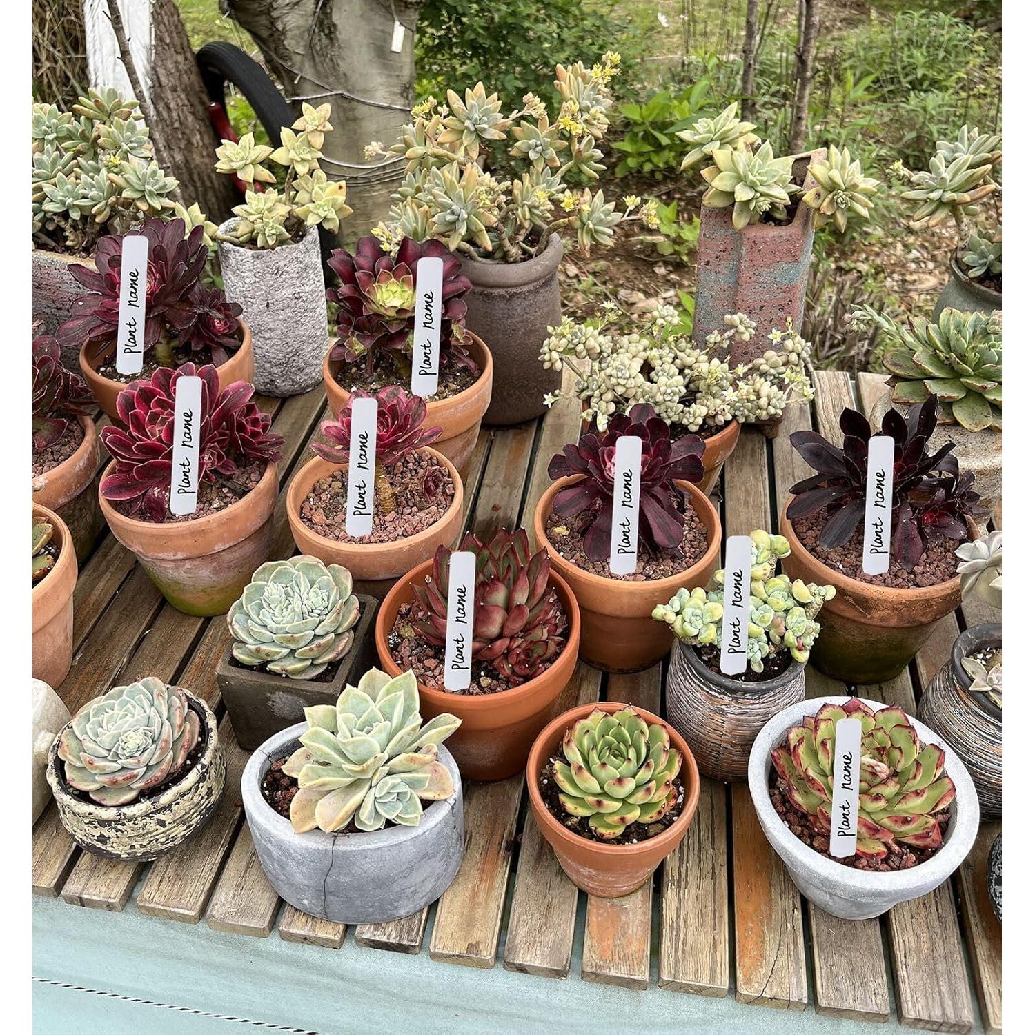 Etiquetas para Plantas KINGSUPER 300 Pcs 10 cm PVC Jardín