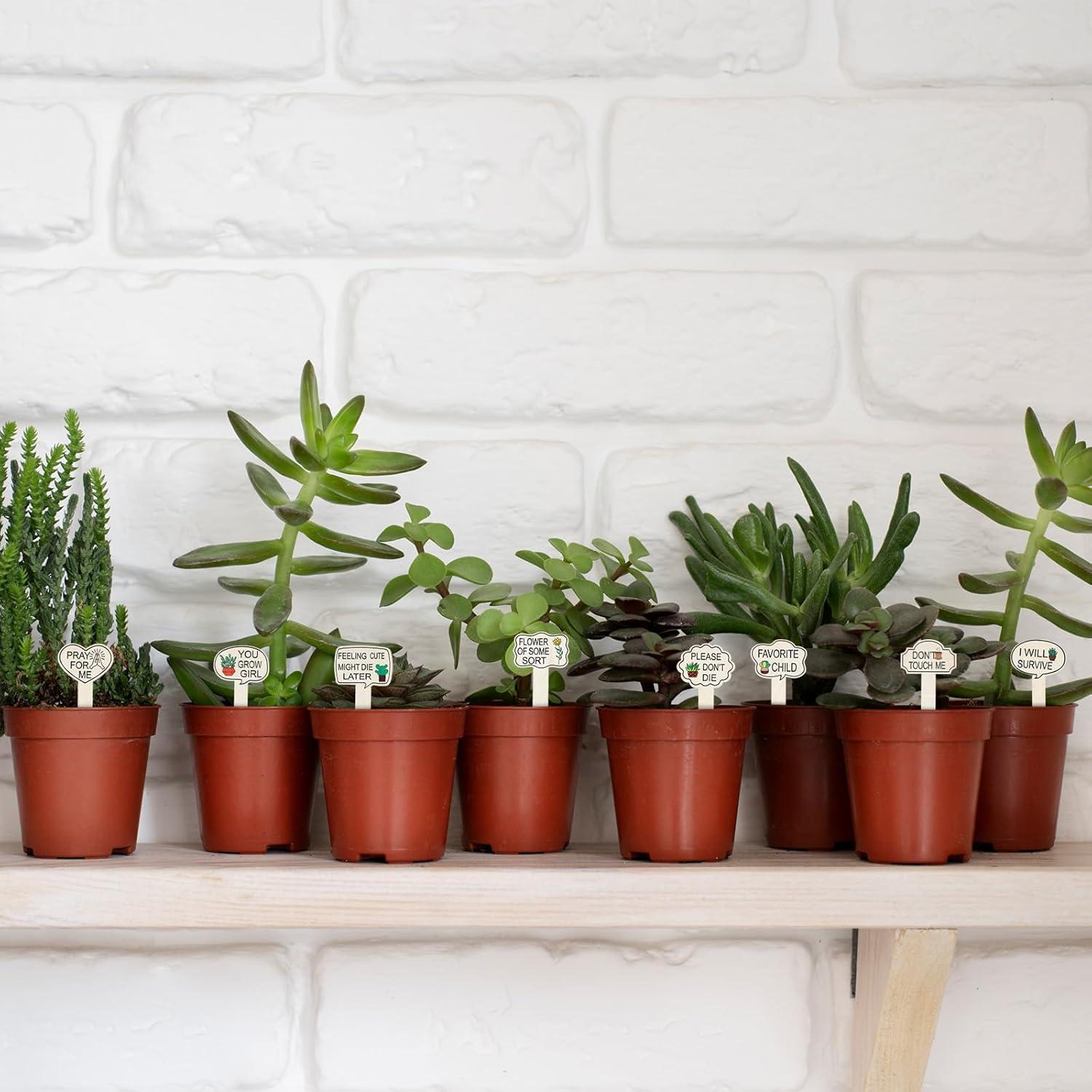 15 Etiquetas de Madera para Plantas Trinkrittey - Jardín Divertido