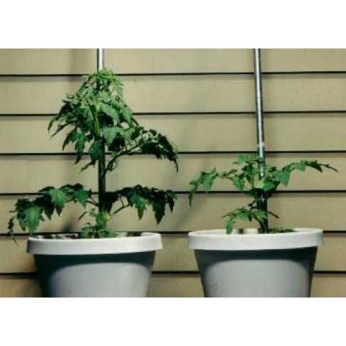 Fertilizante Rootblast 13.6 kg - Crecimiento Rápido y Fuerte