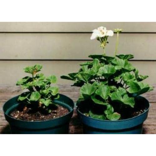 Fertilizante Rootblast 13.6 kg - Crecimiento Rápido y Fuerte