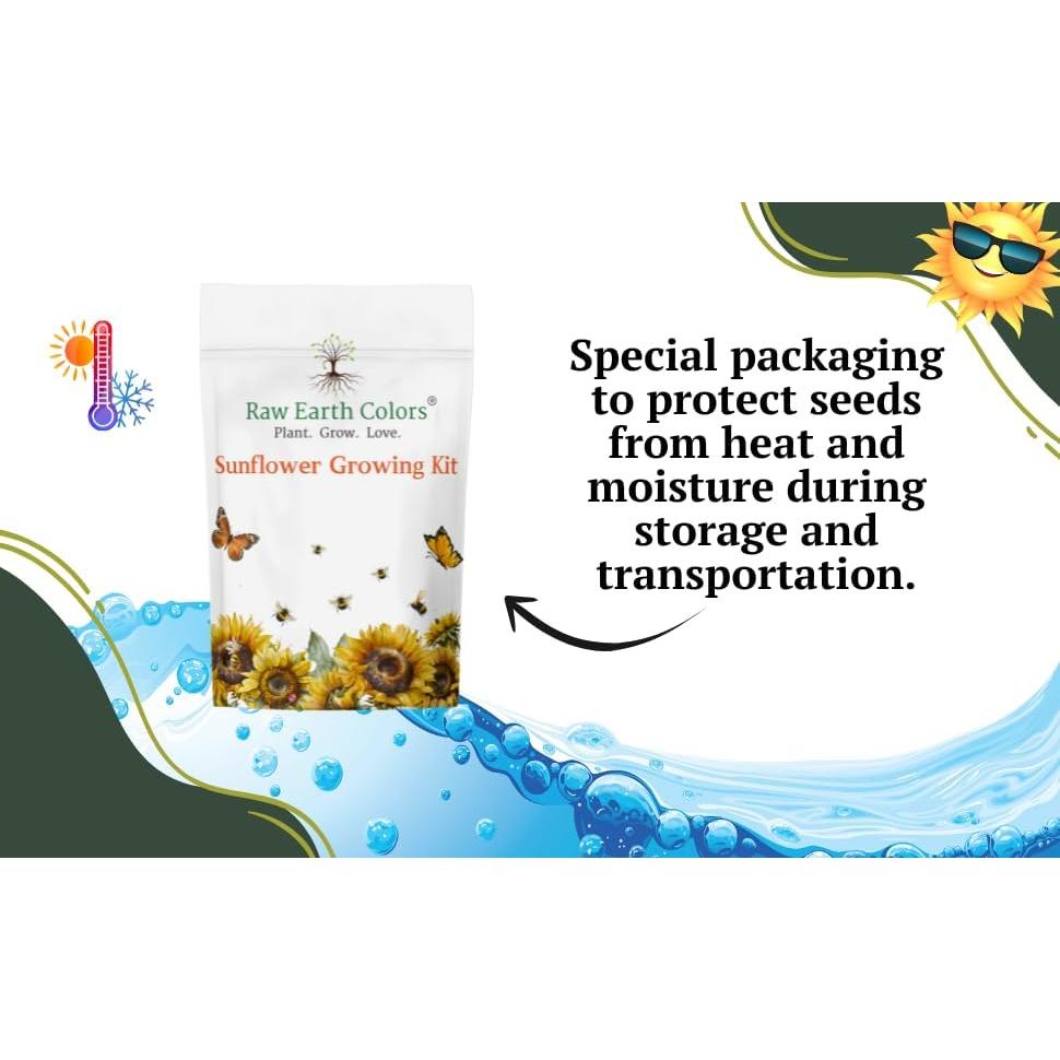 Kit de Crecimiento de Girasoles Enanos RAW EARTH - Semillas Teddy Bear y Sunspot