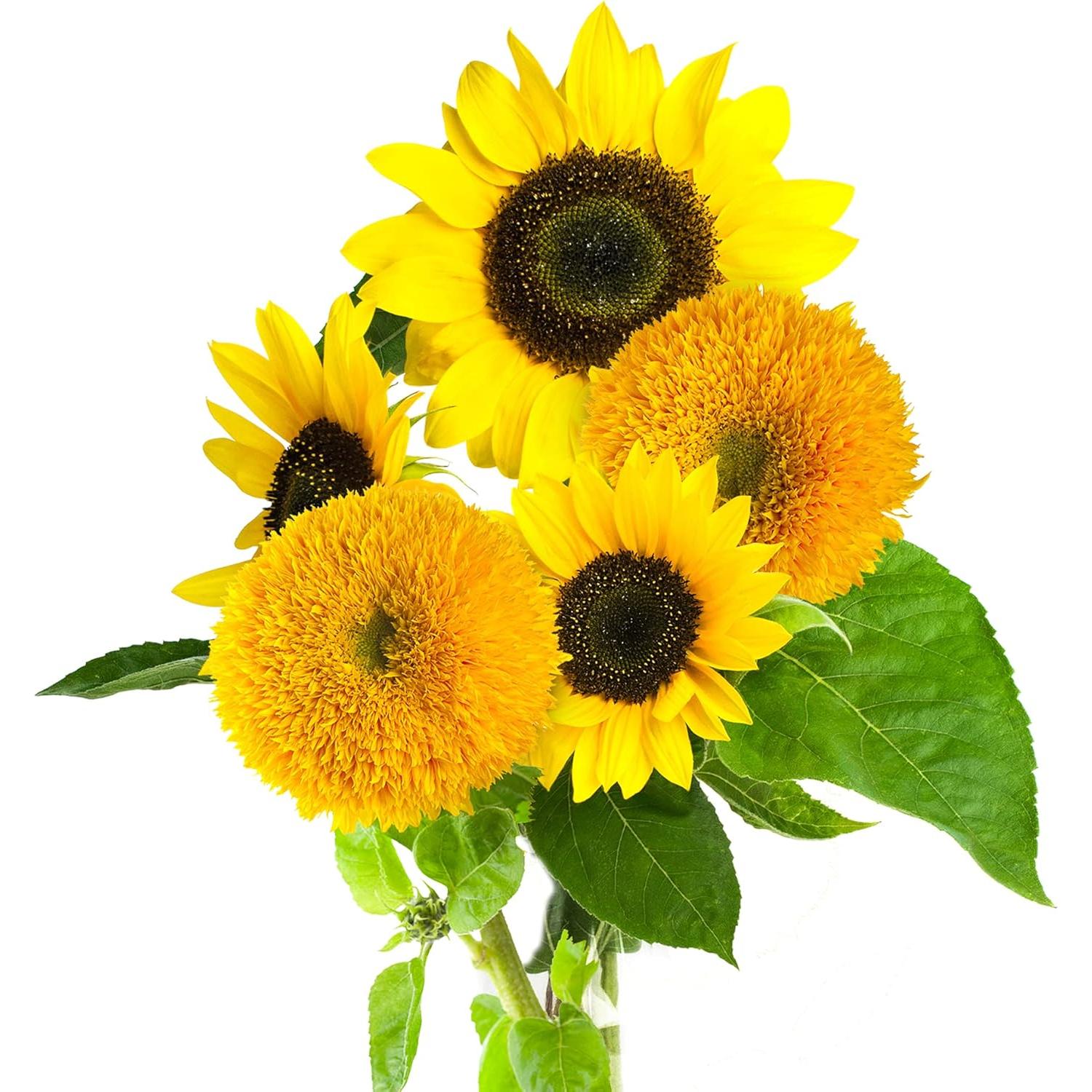 Kit de Crecimiento de Girasoles Enanos RAW EARTH - Semillas Teddy Bear y Sunspot