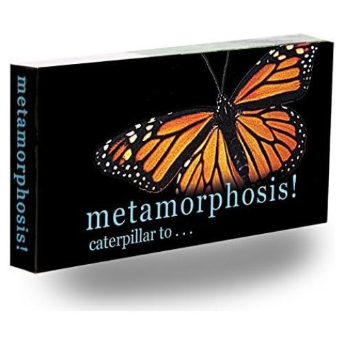 Libro Desplegable Fliptomania Metamorfosis Oruga a Mariposa