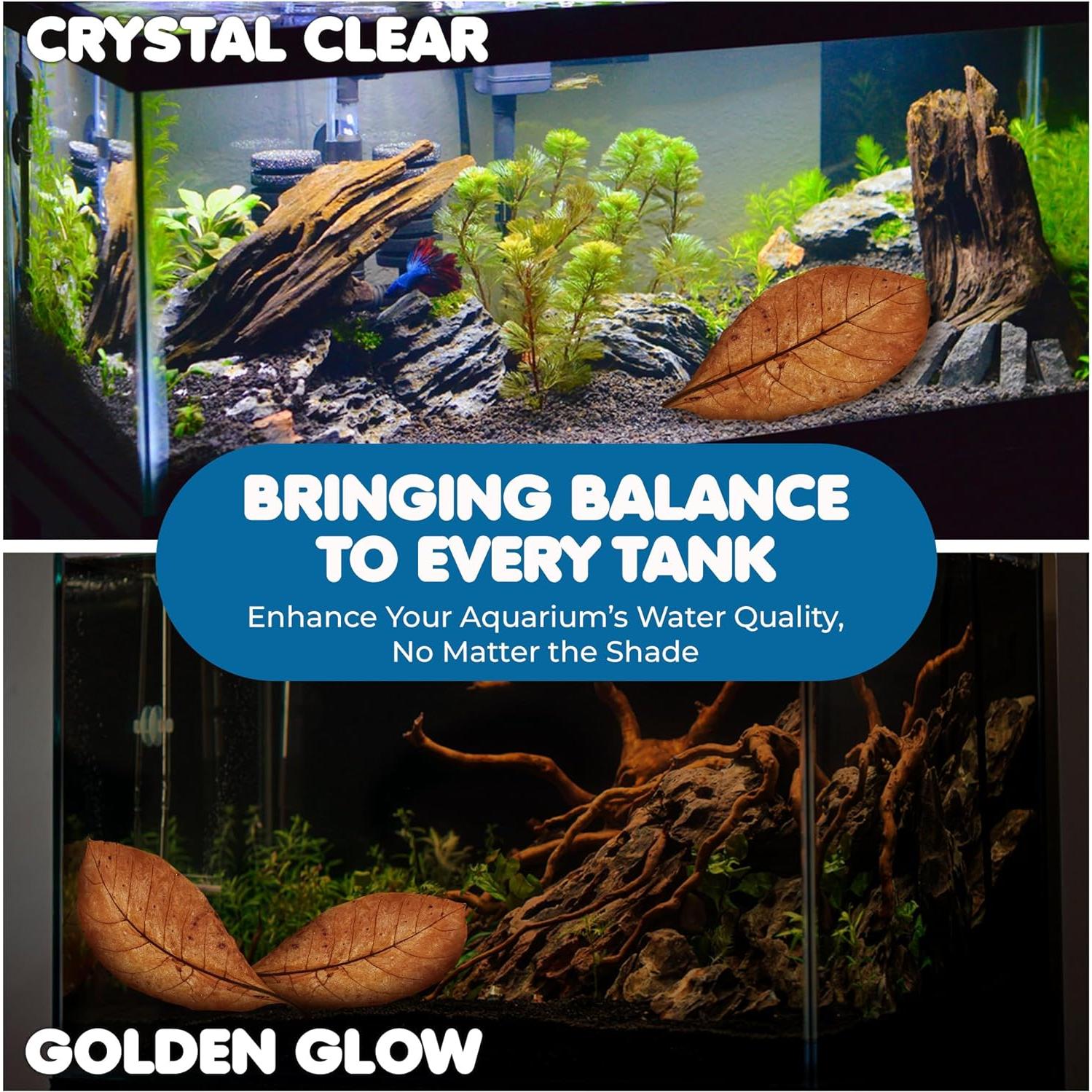 Hojas de Almendra India Catappa SunGrow - 10 Hojas 17-20 cm