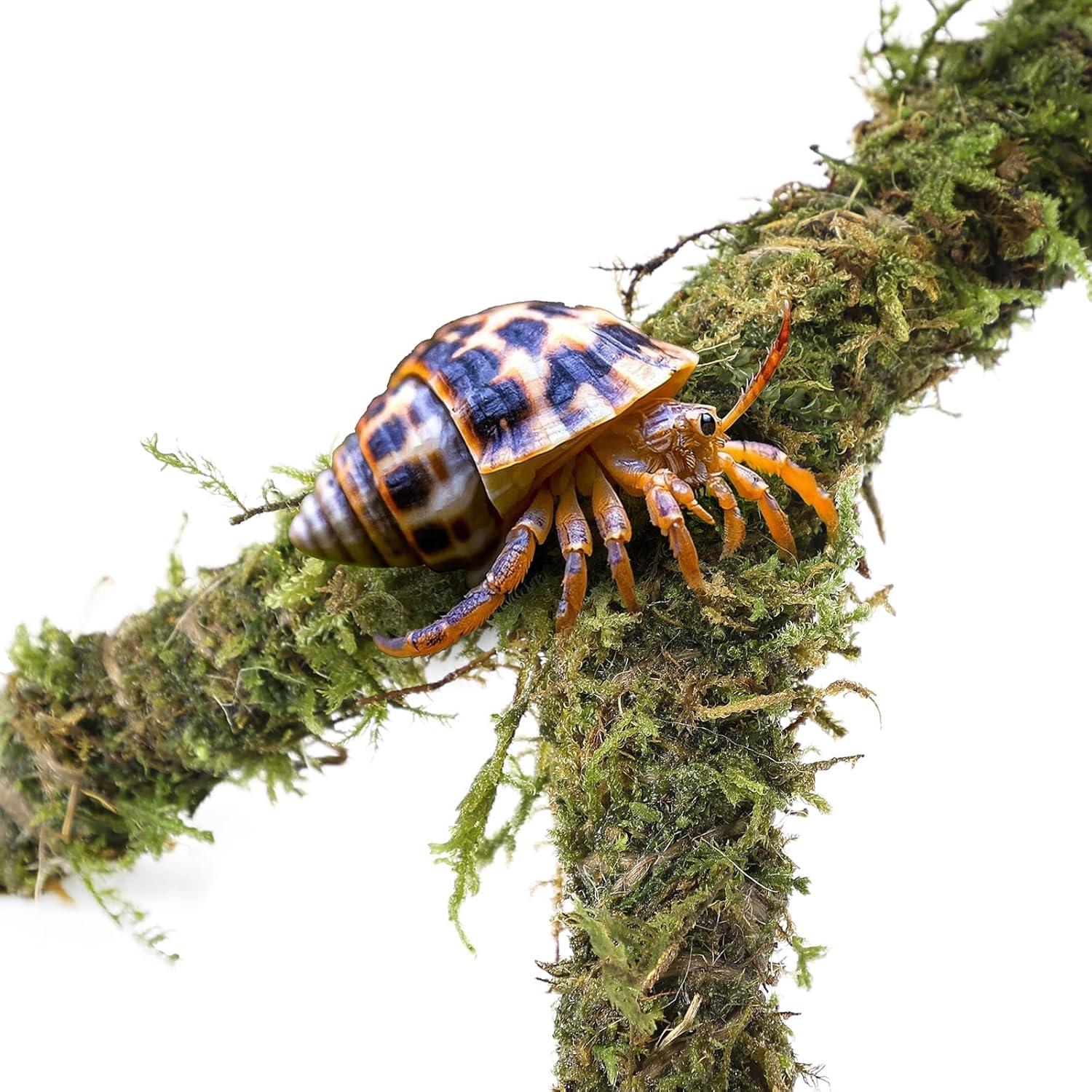 Accesorios para Cangrejo Ermitaño RUNANIA 6 Pcs Musgo Natural