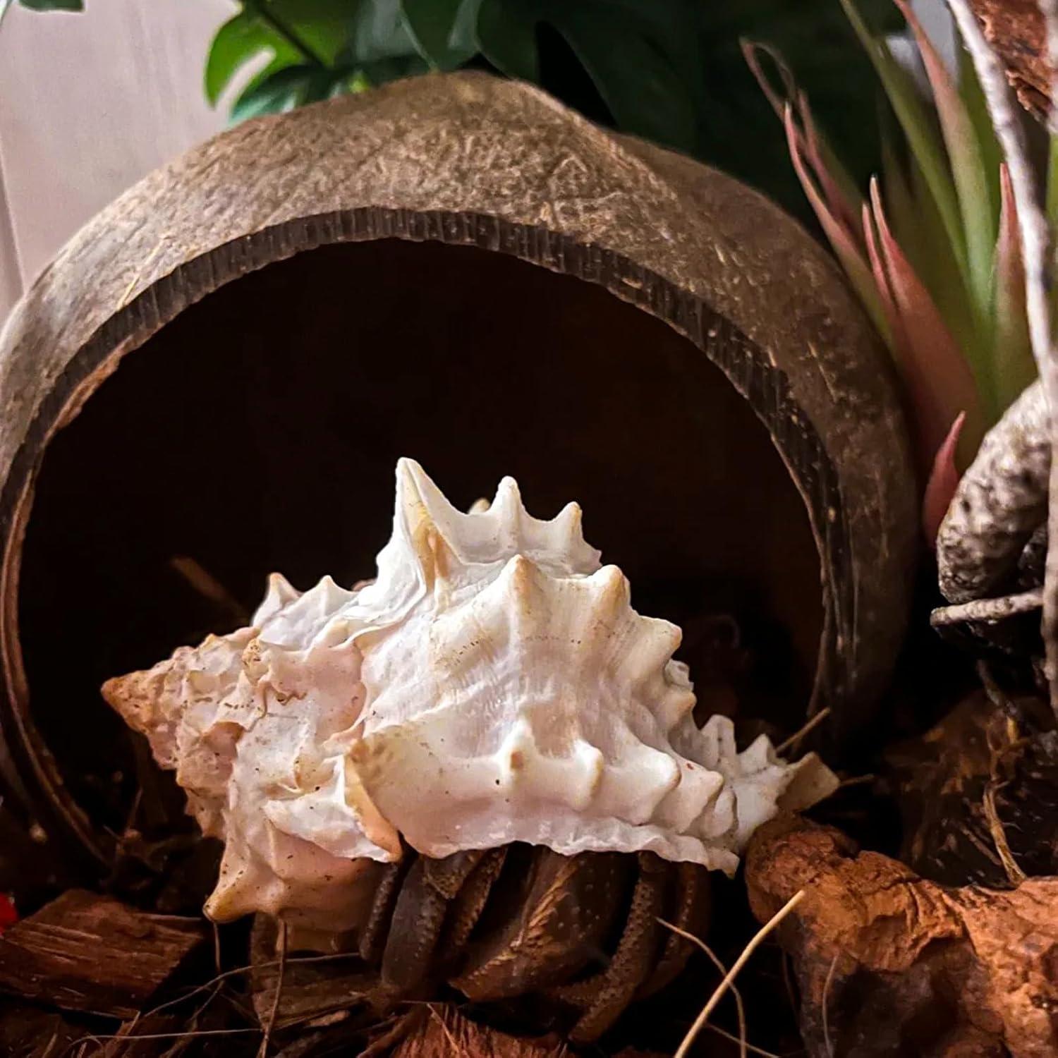 Accesorios para Cangrejo Ermitaño RUNANIA 6 Pcs Musgo Natural