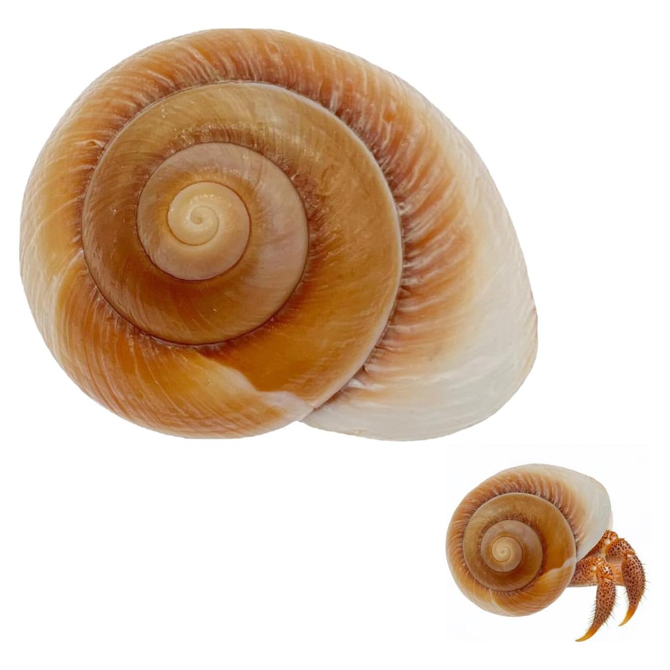 Conchas de Cangrejo Ermitaño NIIIYTYB Grandes 7-9 cm Naturales