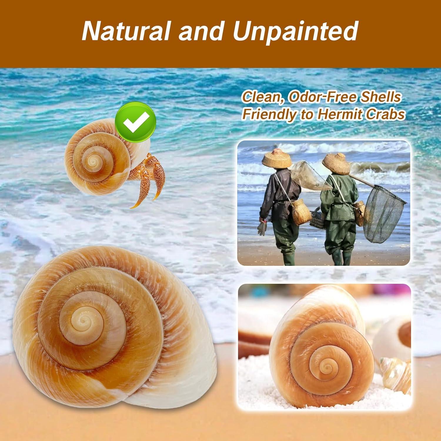 Conchas de Cangrejo Ermitaño NIIIYTYB Grandes 7-9 cm Naturales