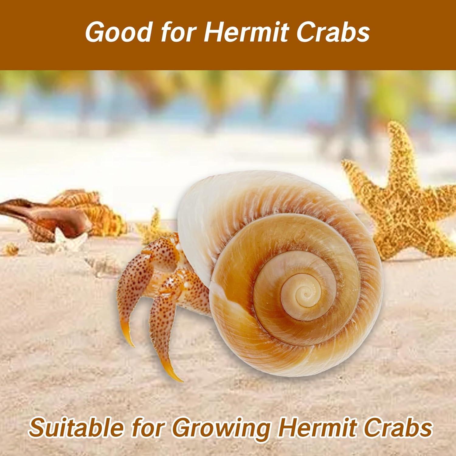 Conchas de Cangrejo Ermitaño NIIIYTYB Grandes 7-9 cm Naturales